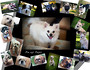 2012 Last Paw Standing Calendar